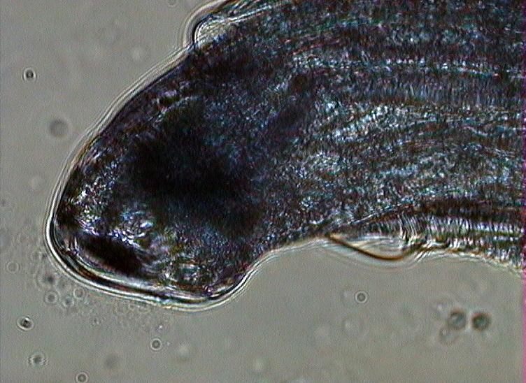 Tegoryjec Uncinaria stenocephala