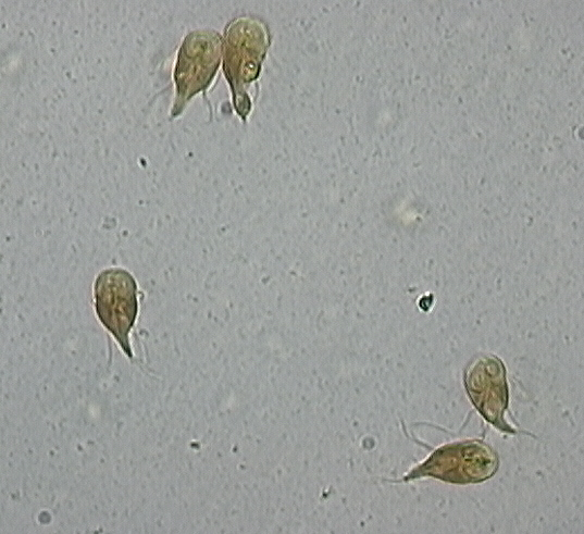 Trofozoity Giardia duodenalis
